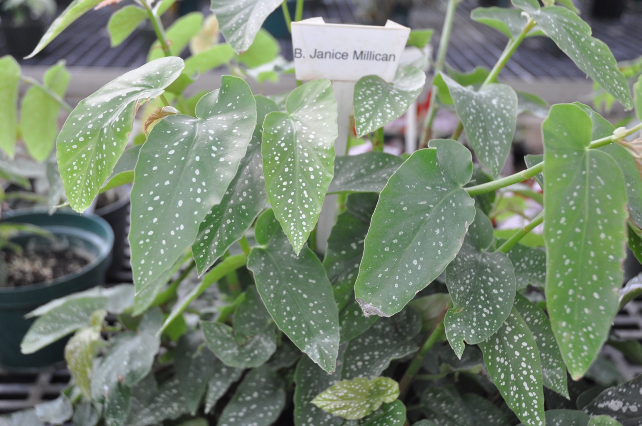 B. ‘Janice Millican’